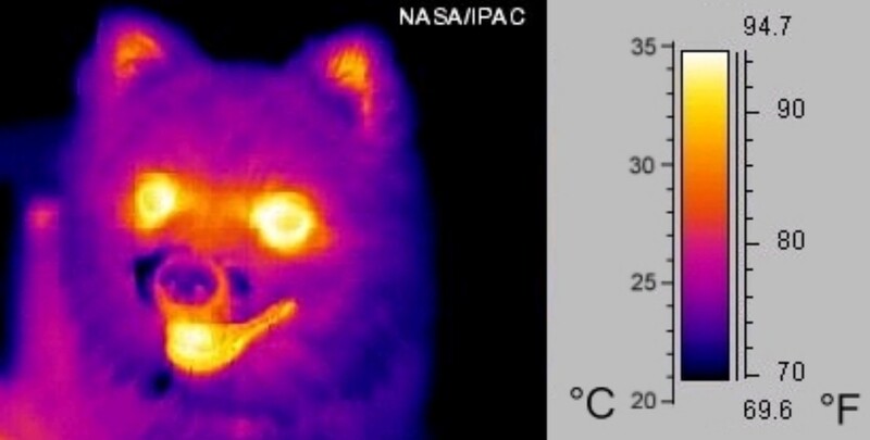 Image of a Pomeranian taken in mid-infrared ("thermal") light (false-color)